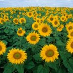 (Bruce Fritz photo courtesy ARS/USDA)