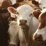 (Photo courtesy Canada Beef Inc.)