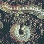 Cutworms. (Canola Council of Canada photo)