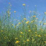 Brown mustard. (Peggy Greb photo courtesy ARS/USDA)