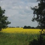 A canola field just north of Livelong, Sask. Recent heat in northwestern Saskatchewan has helped spur crop development. (Lisa Guenther photo)