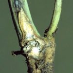 Blackleg stem Photo: Canola Council of Canada