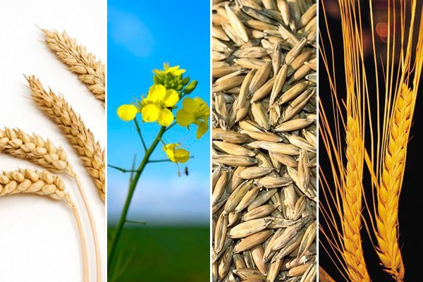 Few changes expected in Canadian crop area