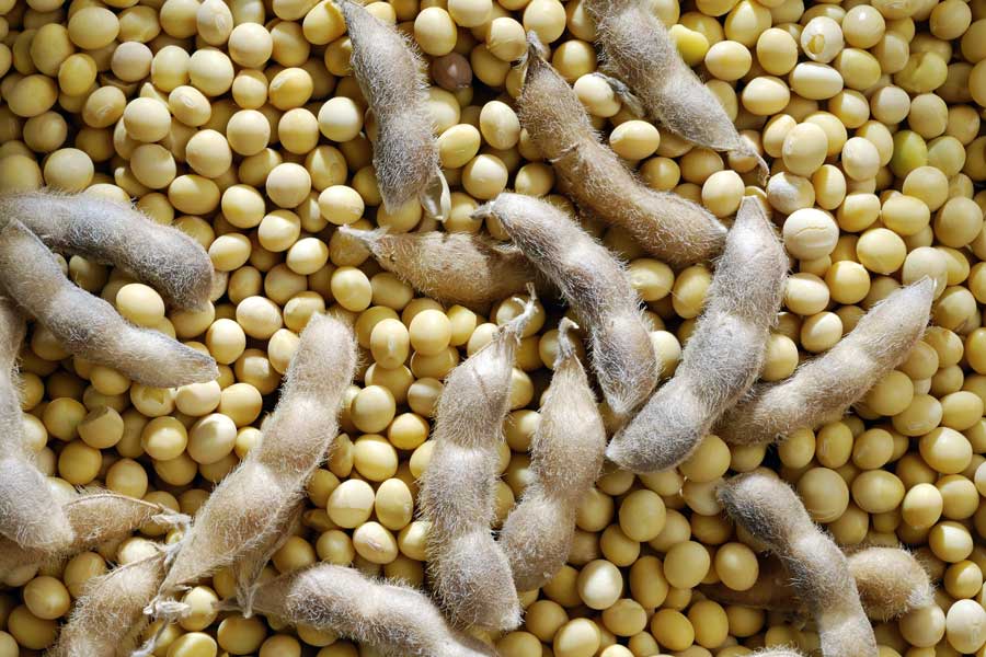 Market analyst warns soybeans could hit $7.00