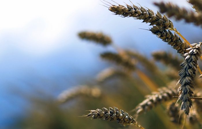 No frost but excess rain for Argentina wheat