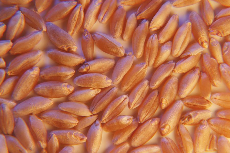 Russian grain exporters stop buying