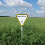 CS2000, shown here in field trials in August 2014, is billed as having “intermediate” resistance to the recently-discovered clubroot pathotype 5x. (BehindTheSeeds.ca)