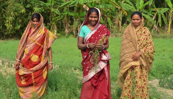 Double cropping of rice and lentils would increase income for smallholder farmers in India and Bangladesh. (Photo courtesy ICARDA)
