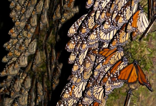 (Allen Putney photo, WHC.UNESCO.org)
