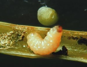 Cabbage seedpod weevil larva. (CanolaCouncil.org)
