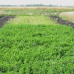 This 2009 photo of alfalfa plots highlights the long-term consequences of neglecting soil phosphorus. The alfalfa in the front of the photo received composted beef cattle manure after years of receiving no phosphorus. The alfalfa at the back of the plot did not receive any additional phosphorus and has suffered dramatically. (Martin Entz photo)