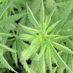 (HempTrade.ca)
