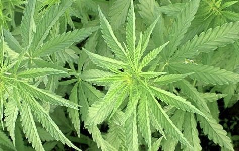 (HempTrade.ca)
