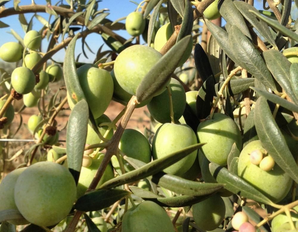 (University of California-Davis Olive Center photo courtesy ARS/USDA)
