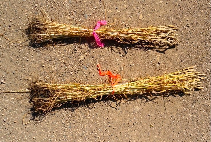 The wheat in the top sheaf was treated with Engage Agro’s Manipulator, which slows stem growth to limit lodging. (Engage Agro photo)
