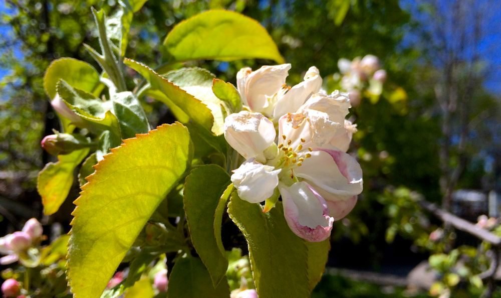 A flowering apple tree Tuesday morning in Winnipeg. (Dave Bedard photo)
