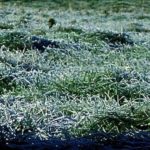 (Peggy Greb photo courtesy ARS/USDA)
