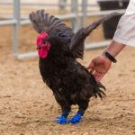 Foghorn the rooster gets around now on prosthetic feet. (Riley Brandt photo courtesy University of Calgary)