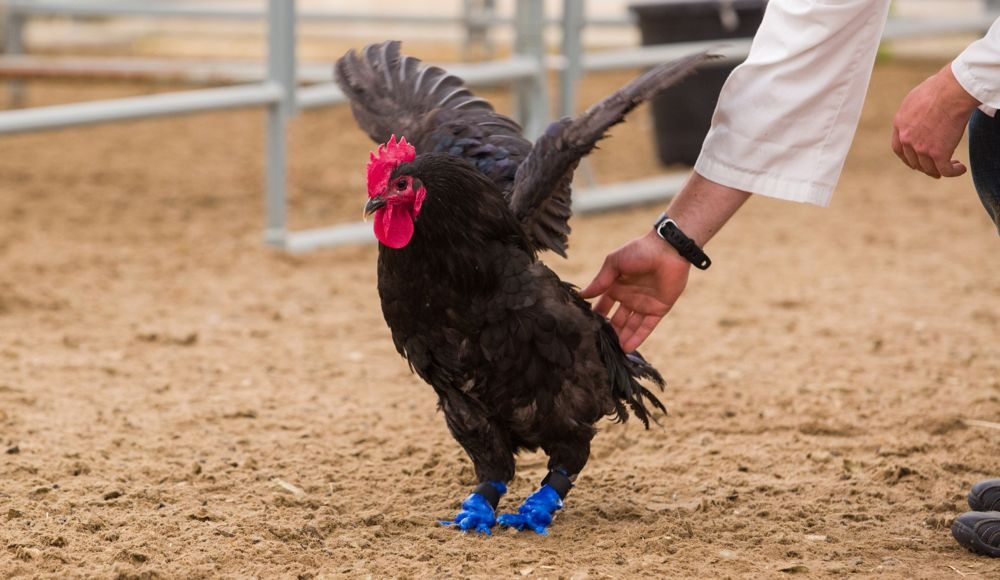Foghorn the rooster gets around now on prosthetic feet. (Riley Brandt photo courtesy University of Calgary)
