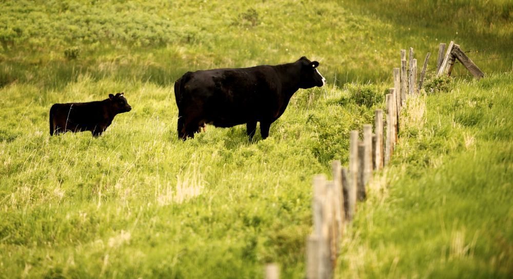 (Photo courtesy Canada Beef Inc.)
