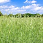 A rye cover crop. (Stephen Ausmus photo courtesy ARS/USDA)
