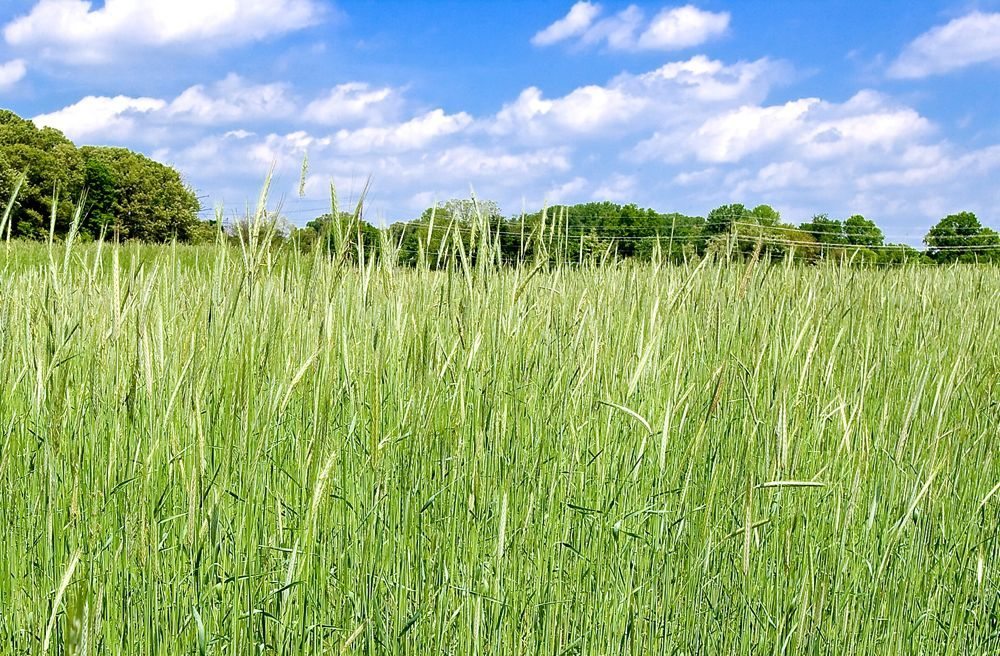 A rye cover crop. (Stephen Ausmus photo courtesy ARS/USDA)
