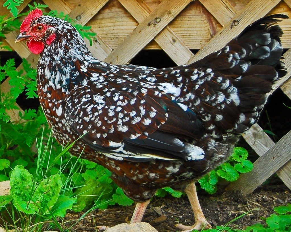 Anconas, a breed that originated in Italy, are among the birds being protected.
Bird Breeds Central
