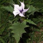 A jimsonweed bloom. (Patrick J. Alexander photo courtesy USDA-NRCS Plants Database)