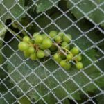 Southern Ontario wine grapes on the vine. (Dave Bedard photo)