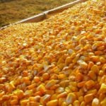 U.S. grains: Corn, soy firm on bargain-buying after one-month lows