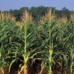 (Bob Nichols photo courtesy ARS/USDA)