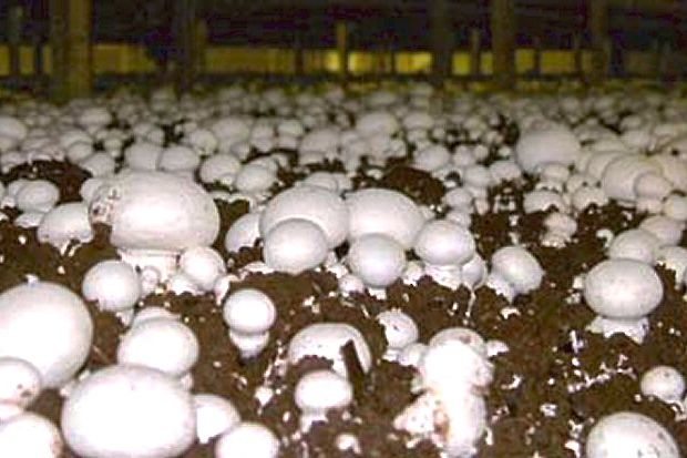 (Highline Mushrooms/Martketwired)
