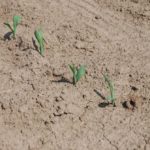 A close-up of emerging corn seedlings north of London, Ont. on May 24, 2016. (Ralph Pearce photo)