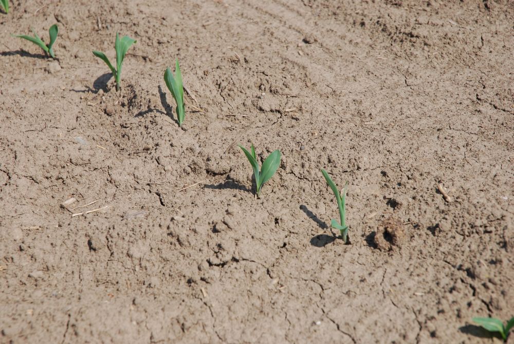 A close-up of emerging corn seedlings north of London, Ont. on May 24, 2016. (Ralph Pearce photo)
