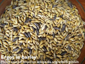 Rye is the most susceptible to ergot, but it can also be in other cereals such as barley.
Wikipedia/Creative Commons
