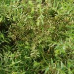 Richardson Pioneer agronomist Jeneen Ewen shared this photo with us last summer showing what turned out to be stemphylium blight in a southwestern Saskatchewan lentil crop.