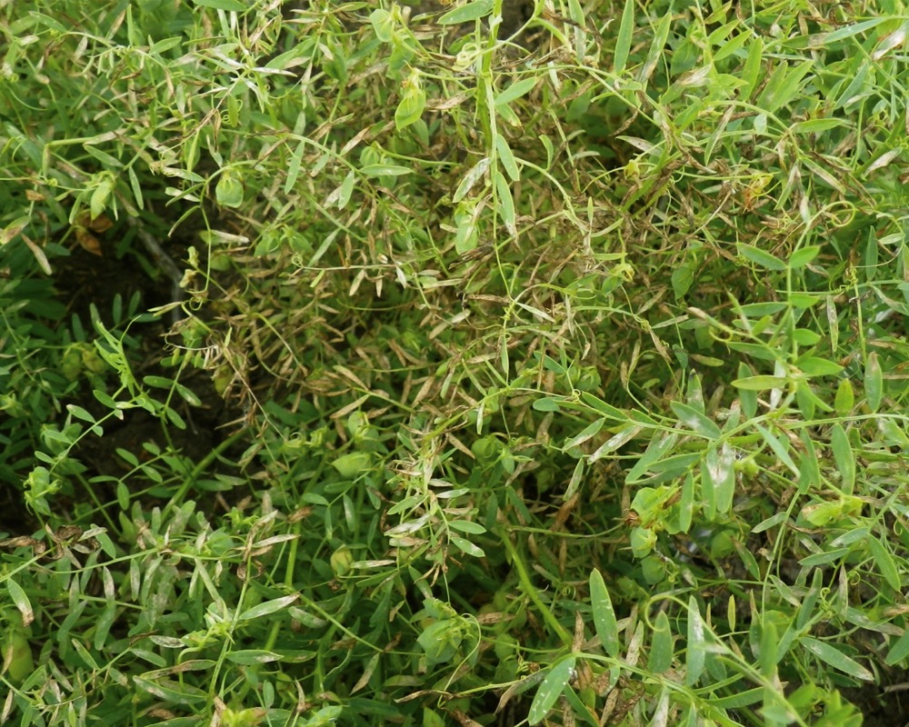 Richardson Pioneer agronomist Jeneen Ewen shared this photo with us last summer showing what turned out to be stemphylium blight in a southwestern Saskatchewan lentil crop.
