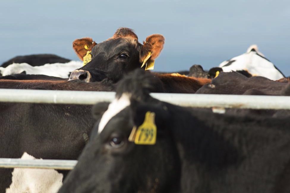 (Landcorp.co.nz)
