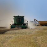 Harvest action on the evening of Aug. 28 near Domain, Man., south of Winnipeg. (Shannon VanRaes photo)
