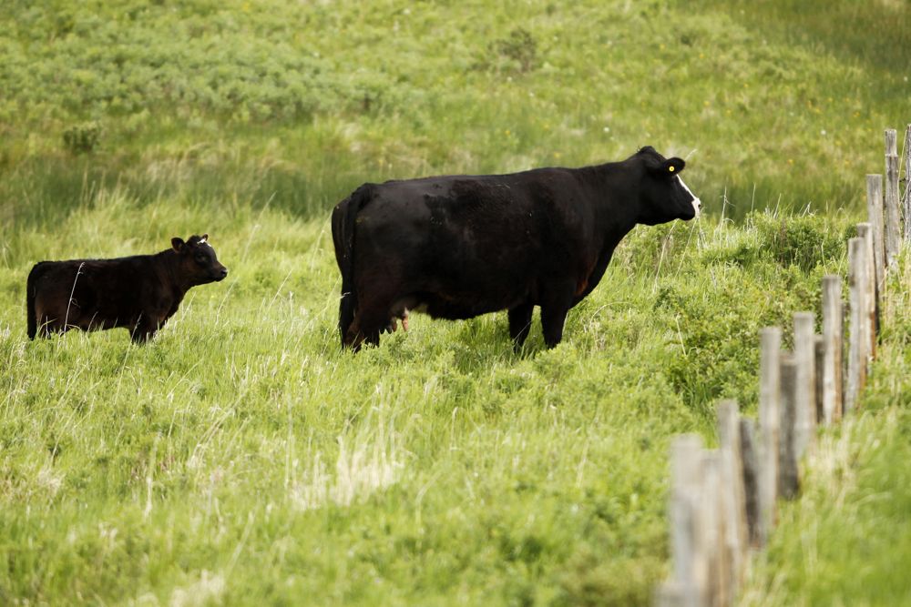 (Photo courtesy Canada Beef Inc.)
