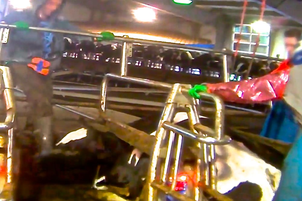 A worker at Chilliwack Cattle Sales is shown kicking a dairy cow in the head in covert video from 2014. (Mercy For Animals via Youtube)
