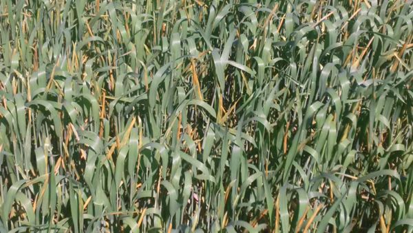 Stripe rust overwintered further north than usual going into the 2016 growing season, Cargill’s Linda Freitag said at SWAC. (OMAFRA photo)

