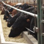 Researchers will be studying diagnostic testing for antimicrobial resistance, initially focusing on feedlot production in Western Canada.