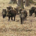 Wild boar in the western Czech Republic’s Lany game park. Wild boar in the country’s Sumava mountain region, further southwest, are turning up radioactive. (Lslany.cz)