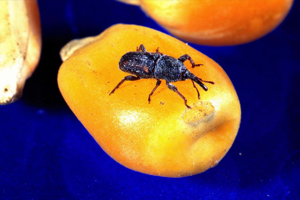 A maize weevil on a corn kernel. (Peggy Greb photo courtesy ARS/USDA)
