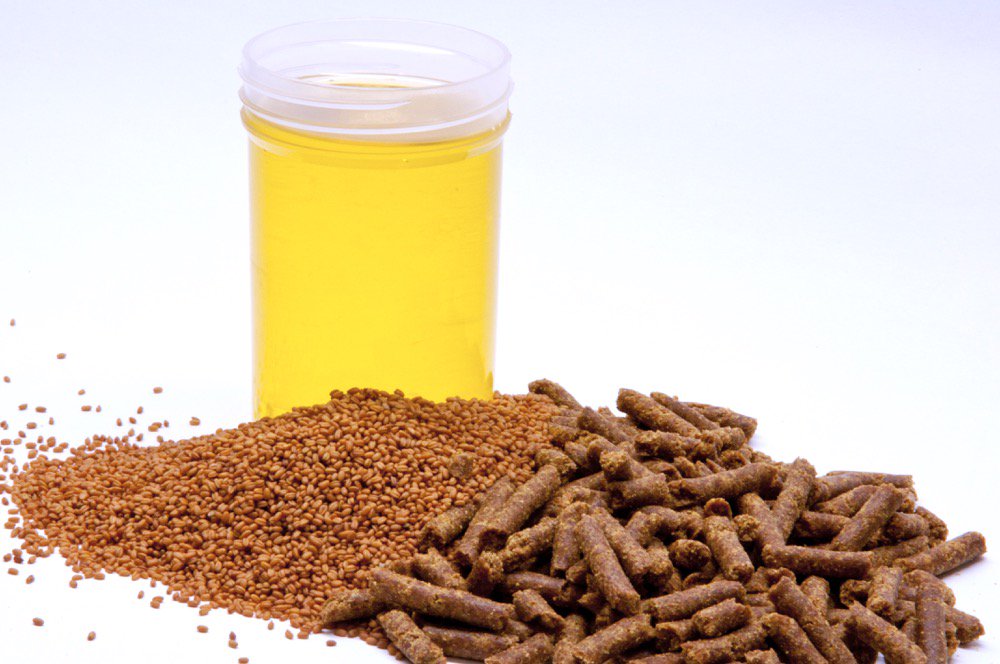 Camelina oil, seed and feed pellets.  Photo: Alberta Agriculture
