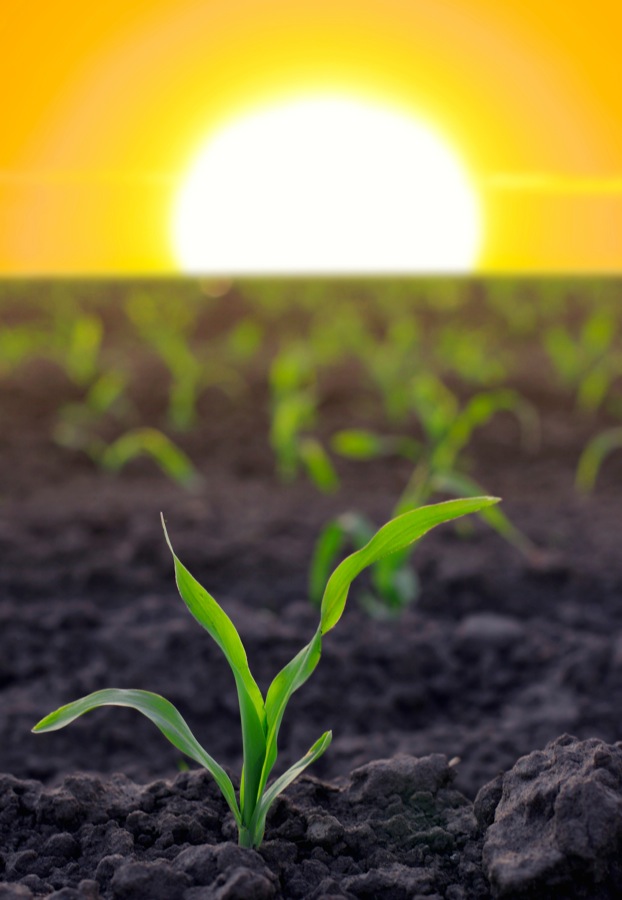 Photo: iStock
