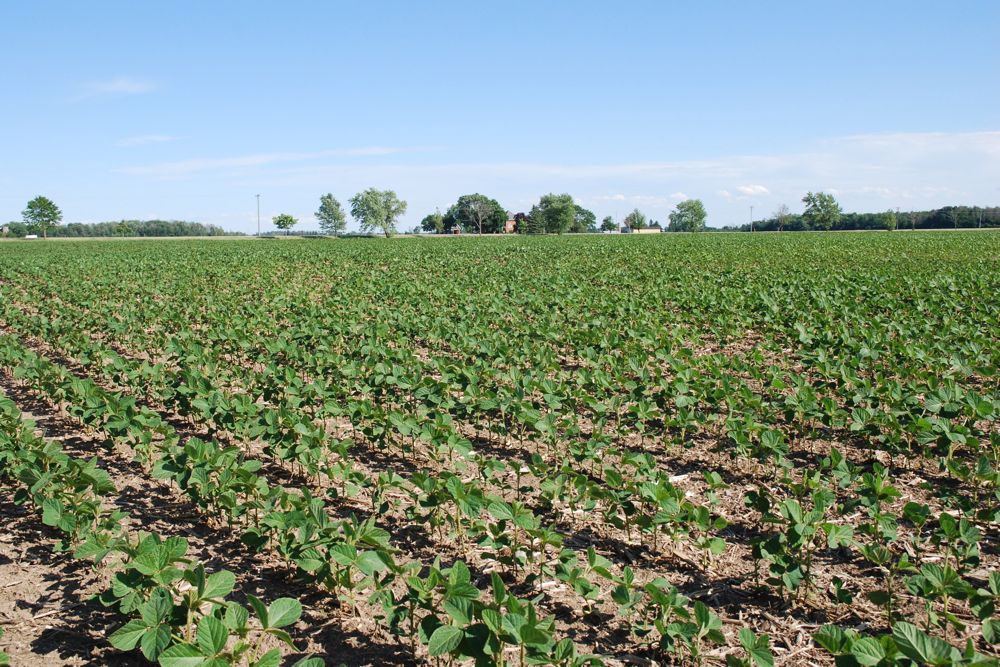 Soybeans in Ontario, June 2016. (Ralph Pearce photo)
