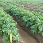 Eugenia Banks, a consultant with the Ontario Potato Board, has test plots featuring Spartan Chipper (pictured) and AAC Glossy, a fresh market potato. (Photo courtesy Eugenia Banks)