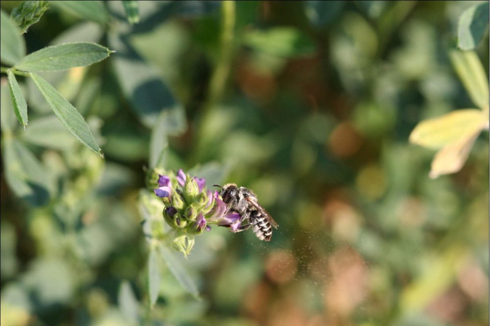 (Photo courtesy ARS/USDA)
